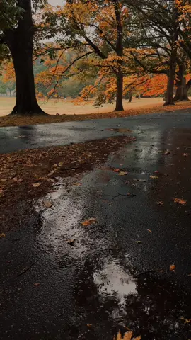 Rain ☔️ #fall #fyp #autumn #rain #fypageシ 