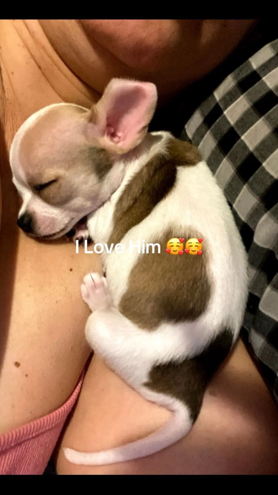 #chihuahua #eljefe #socute #🥰🥰 