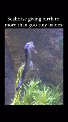 POV: I’m exhausted, but I can’t stop — no one has donated yet, and my family and patients in Gaza are still waiting for help. 💔 been dying to experience the 31 evermore bay lagoon pool ever since I saw it from my plane window last year and finally my dreams came true.best pool in Orlando hands down.#eversonlagoonflorida  #orlandoflorida #traveltiktok #travelbucketlist #fyp 