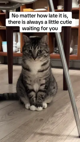 No matter how late it is, there is always a little cutie waiting for you#cat #catlover #catsoftiktok #cattok #cats #dog 