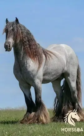 Is this the world's most beautiful horse breed? The debate starts now. Tag a horse person! 🐎