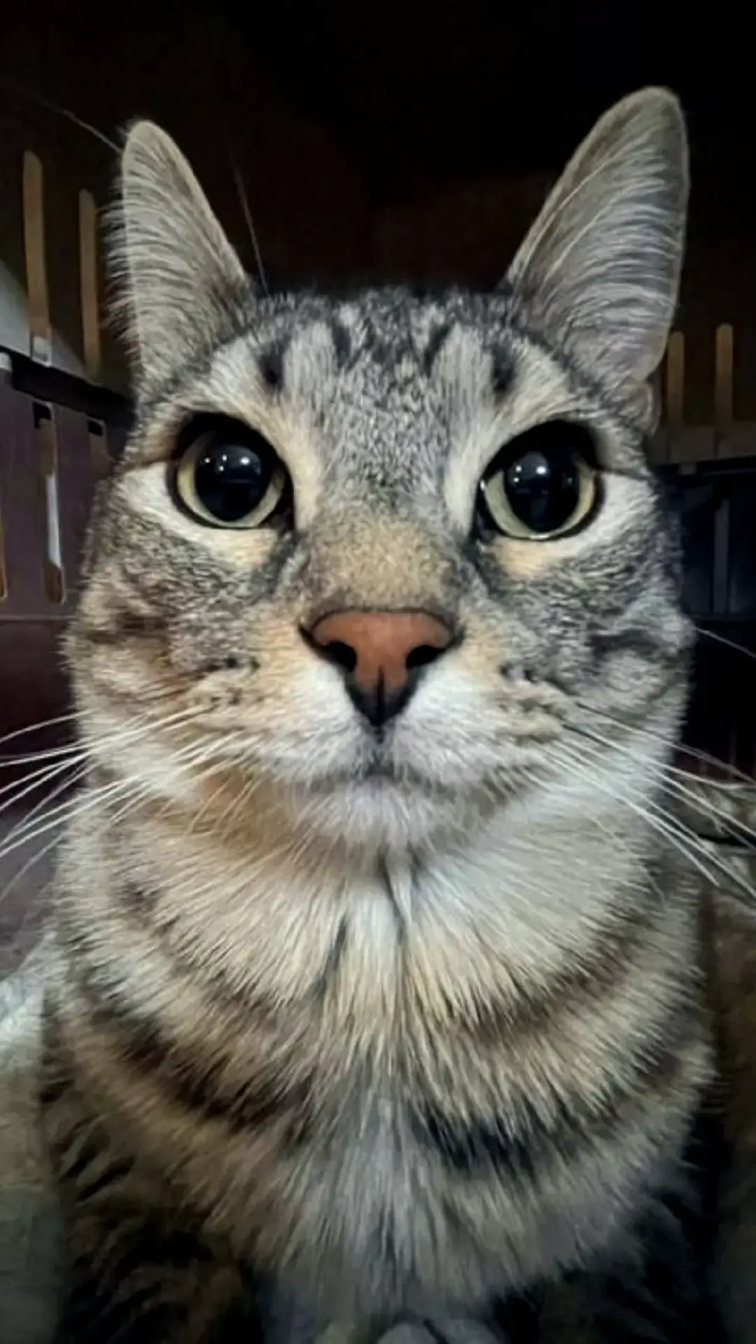 zenless zone zero #zenlesszonezero #Anime #Waifu #ZZZERO #ZZZ