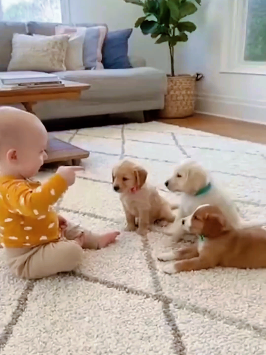 #peluditos #perritos #dogshorts #viral #Bebes 