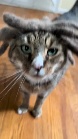 Lil Rasta #cats #catsoftiktok #lilwayne #rasta #cat 