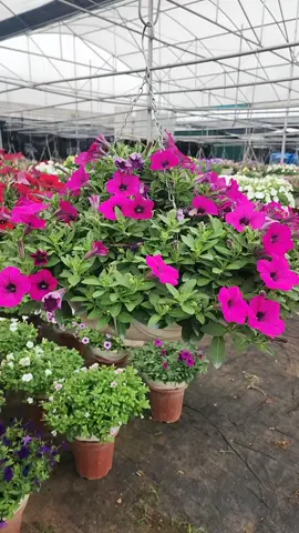 Hoa dạ yến thảo#toiyeuvietnam #liveforthechallenge #xuhuongtiktok 