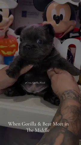 #venomvoice #Solita #Gorilla #Bear #GorillaBear  🦍🧸