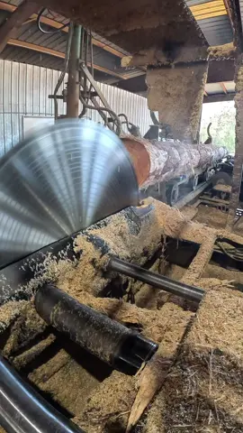 Watch this big 24-foot Southern Yellow Pine get sliced clean through with a 66” solid-tooth circular saw spinning at 800 RPMs! Powered by precision and history, this sawmill setup with a Cox Bros carriage shows true old-school craftsmanship and raw power in action. Nothing beats the sound and sight of real timber being milled the traditional way  #SawmillPower #SouthernYellowPine #WoodworkingLife #BigTimber #CoxBrosCarriage