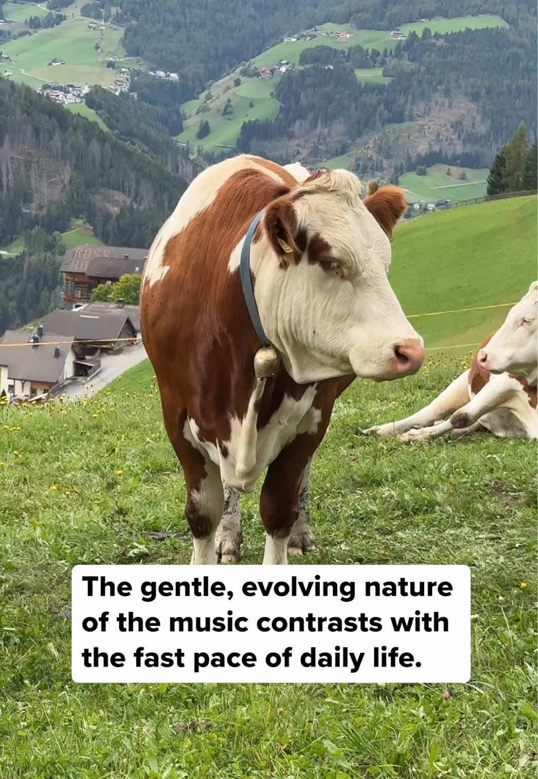 High in the Dolomites, we connected mountain grass to PlantWave — right in front of an audience of cows. The result? Slow, drifting tones that could have been lifted from a Brian Eno record. They just stood there… listening. What do you think they heard? Try PlantWave from our TikTok Shop! #cow #animals #plantwave #plantmusic #farm 