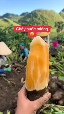 #nôngsansach #khoaisam #cusamdat #tâybắc chào ngày mới cả nhà 🍀😍