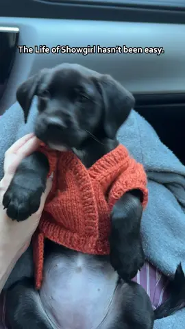 Showgirl is available for adoption now! Click the link in our bio to learn more about her, and how to adopt. Thanks to @Katie and Tate and @Animal Care Centers of NYC for helping her on her journey!