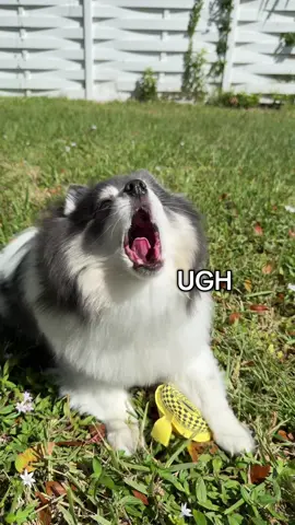 Scouts Reaction🤣🤣 #prank #puppy #whoopeecushion  