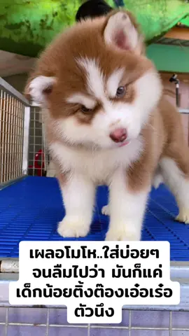 ##ไซบีเรียน##ไซบีเรียนเป็นหมาตลก##ไซบีเรียนฮัสกี้##ไซบีลิง##สัตว์เลี้ยงtiktok