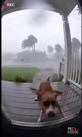 pauvre chien .