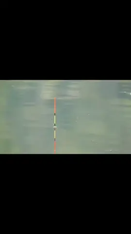 🤣🤣🤣#fishing #caudai #câucá #caucatunhien 