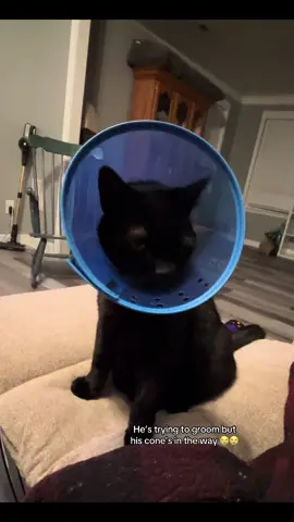 Just headbanging into tomorrow 🤪🤘🎸 (he had a procedure done last week and needs to wear the cone for a few more days but luckily he has no thoughts so it doesn’t bother him) #catsoftiktok #blackcats #cat #fyp #foryoupage 