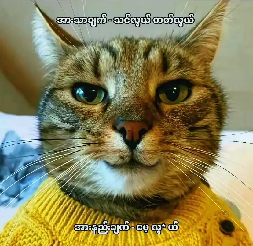 JAY အားသာချက်က သင်လွယ် တတ်လွယ် တာဘဲ အားနည်းချက်က မေ့လွယ်တာ ဘဲ….🤭🤭🤭😂😂