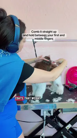 Why your dog’s teddy bear head keeps falling flat 🐻✂️ If your Havanese, Maltese mix, or drop-coat doodle looks cute after grooming but the head keeps flopping forward, it’s not your scissoring it’s weight sitting on top of the head. In this video I show how I part, section, and lightly trim with a Wahl Bravura 5-in-1 on a 40 setting to remove bulk so the head looks lifted and balanced. Drop coats won’t defy physics like Poodles, but proper weight removal gives the illusion of lift and a cleaner teddy bear finish. #doggrooming #teddybearface #teddybearhead #havanesegroom #bernadoodlegroom     