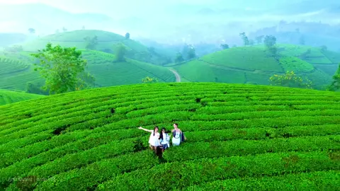 Đồi chè Long Cốc - Phú Thọ - tháng 10 #doichelongcoc #dulichvietnam #sanmay #flycamvietnam #drone19 