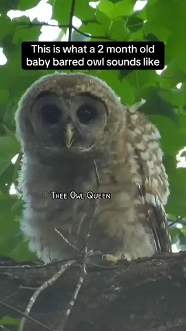 This is what a 2 month old baby barred owl sounds like.  #barredowl #savebarredowls #barredowlcall #owlsounds #onthisday 