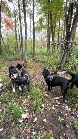 Today’s park project 🚧🦺🐾 #dogpack #dogplaying 