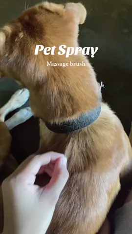Pwede din ito sa mga Cats💛#fouryoupage #fypシ゚ #dogsandcats #brush #dogsofttiktok 