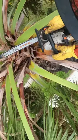 🌴
