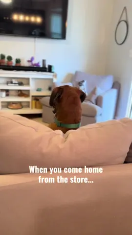 No one judges you harder than your dog.  #dogsoftiktok #funnydogs #boxerdog #fyp #dogcontent 