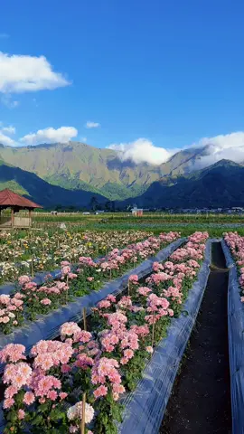 Sembalun + lagu india vibesnya jadi indah banget #songindia #sembalun #lombok #fyp 