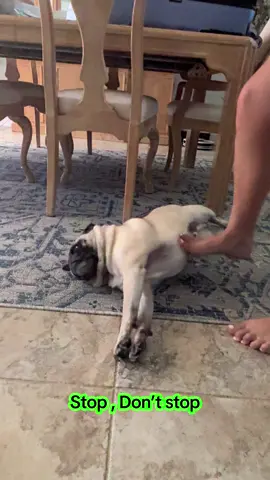 This is Otis He loves to have his belly rubbed. #pugsoftiktok #70AndThriving #puglife #pug