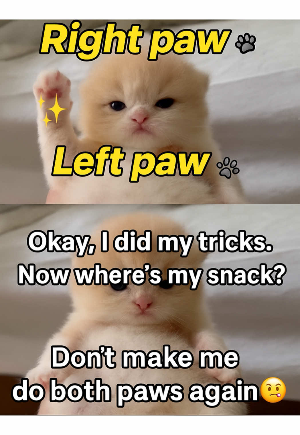 Right paw 🐾 Left paw 🐾 Snack now?! 😼🍪 #CuteKitten #SnackTime #CatTok #FluffyMood 