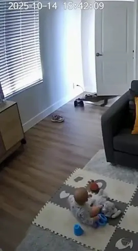 Câmeras registram o momento em que um cachorro salva um bebê de um crocodilo🐕  #pet #bebe #viral 