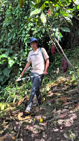 Así sacamos muestra de suelo 