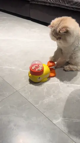 Harga mainan haiwan peliharaan ini hanya separuh harga biasa.#Mainanhaiwanpeliharaan #Mainanuntukmenghilangkanrasabosansendiri #Barangkemasukanhaiwan 