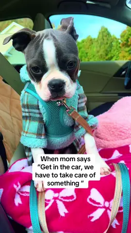 #fyp #bostonterrier #bostonterriersoftiktok #puppytiktok #dogfashion 