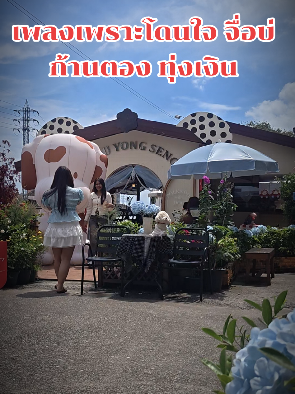 #จื่อบ่ #ก้านตองทุ่งเงิน #huayongsengcafe 