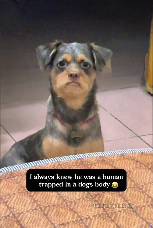 There’s a human in this dog 2.0🤣🤣#dog #dogsoftiktok #funnydog #fyp #cutedog #lovedogs #funnypets #puppy 