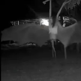Ctto totoo ba to? Grabe! Nakakakilabot #manananggal #aswang 