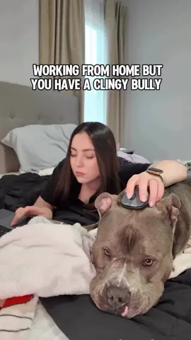 Working from home when you have a clingy dog 😁 Follow for more ❤️ #americanbully #dog #doglove #funnydog#dogparents #dogcontent #doglovers #funnydogs #dogowner #dogs #doghumor Dog life, dog humor, dogs, funny dogs, cute dogs