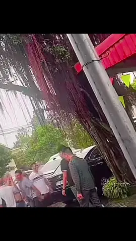 Một anh lớn trong làng gà chọi việt nam hoà nhập cộng đồng.#Bìnhvothaibinh #gà_chọi_việt_nam #gàchọi #đammê #xuhuong2026 