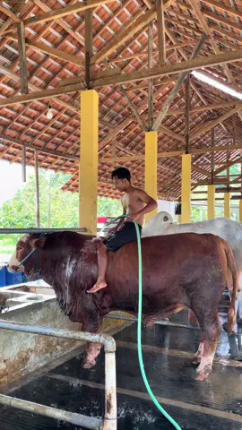 Uisuk cah 😇#hansafarm #sobatngaret #peternakmuda #peternaksapiindonesia🐂 #peternakmudaindonesia🇮🇩🇮🇩🇮🇩 