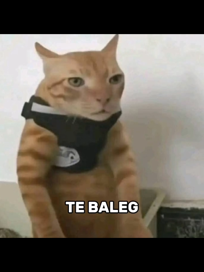 moal baleg🗿 #memestiktok  #humorreceh  #ngakak #fyp 