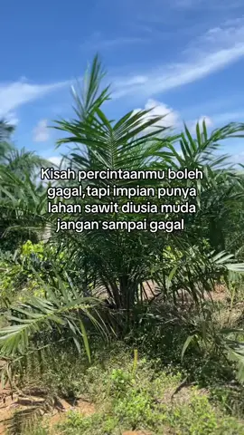 #sawitontiktok #masukberandafyp #fyppppppppppppppppppppppp #petanisawit 