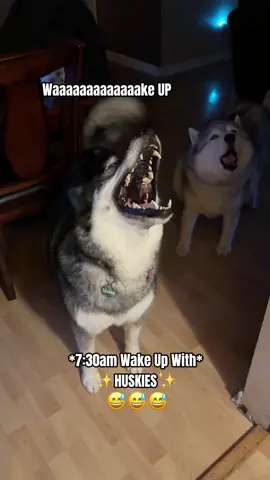 No Better Way To Start Your Day Than The Husky Way 📣💀 #dogsoftiktok #husky #funnyvideos #dogs #funnyvideos 