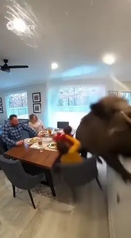 What happened 😱😱😱😱#AIVideo #ShockingMoment #OMGmoment #TikTokThrills 