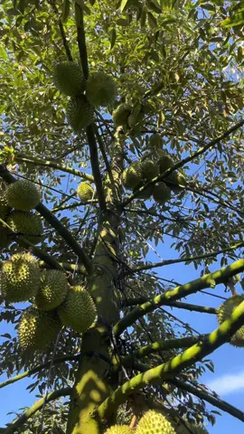 20 ngày nữa trong cho có giá.chứ năm nay chi phí cao wá 