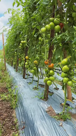 🍅 #petanimuda #petaniindonesia🇮🇩🇮🇩🇮🇩🌿🌿 #petani #petanitomat #fyp 