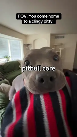 pit bull core 😘#dog #funnydog #fyp #dogs #pitbull 