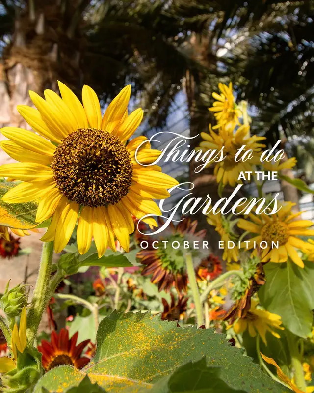 👉🏻 Find out more at www.gardensbythebay.com.sg/whatson
 
 #gardensbythebay #SunflowerSurpriseGBB #SingaporeEvents #ThingsToDoSG #VisitSingapore
