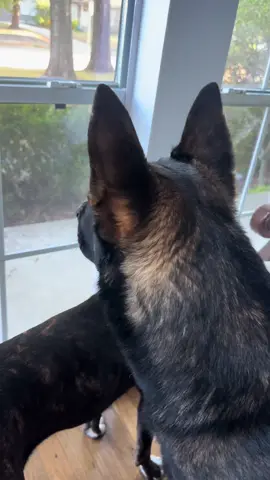 Knox new peeping tom spot! #knox #gsd #dog 