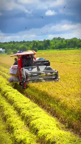 Bữa cuối ht đồng 😄#dc93extra #giangthanhkiengiang #xh #xuhuong #xuhuongtiktok 